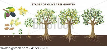 Olive Tree Growing Stages Froom Seed, Seedling, Sprout, Flowering, Ripe Olive Fruits, Green, Yellow 