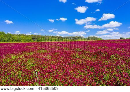 Blooming crimson clover field (Trifolium incarnatum) with forest in the back