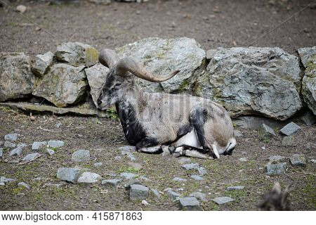 The Blue Sheep Lies Near The Big Stones. Pseudois Nayaur