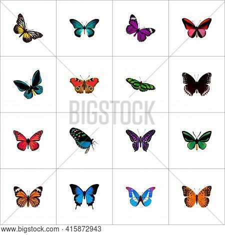 Set Of Butterfly Realistic Symbols With Summer Insect, Butterfly, Tailed-blue And Other Icons For Yo