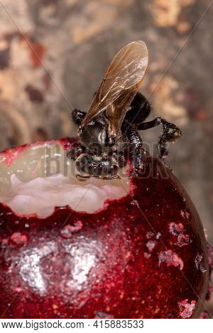 Black Stingless Bee