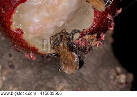 Black Stingless Bee