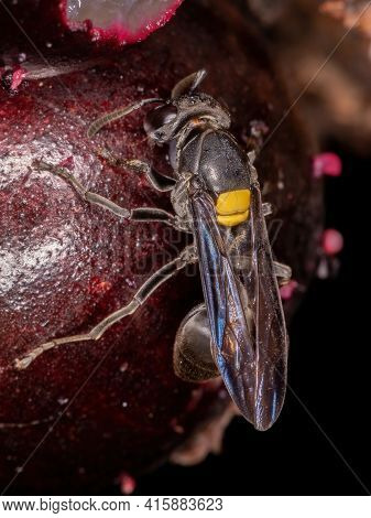 Adult Honey Wasp