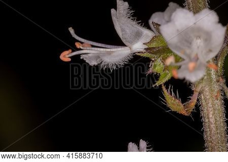 White Flowers Of Sweet Basil Of The Species Ocimum Basilicum
