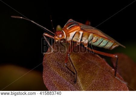 Adult Leaf-footed Bug