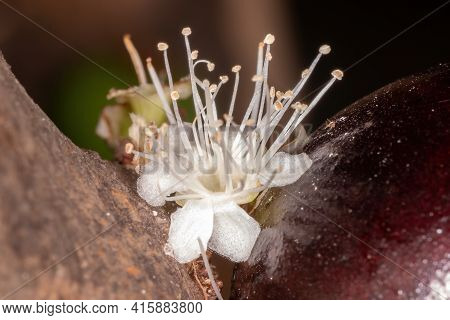 Flowers Of A Jaboticaba Tree Of The Species Plinia Cauliflora