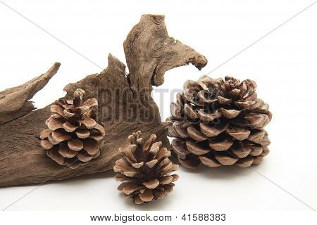Pine plugs