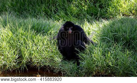 Black-faced Black Spider Monkey