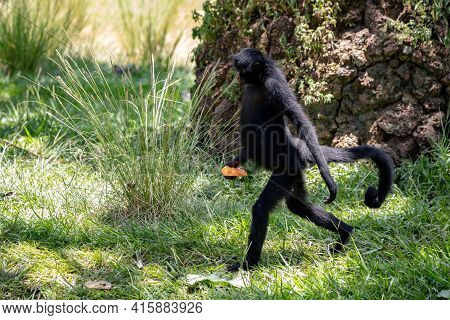 Black-faced Black Spider Monkey