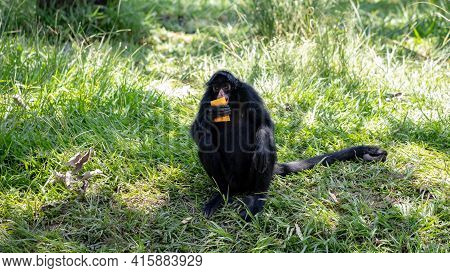 Black-faced Black Spider Monkey
