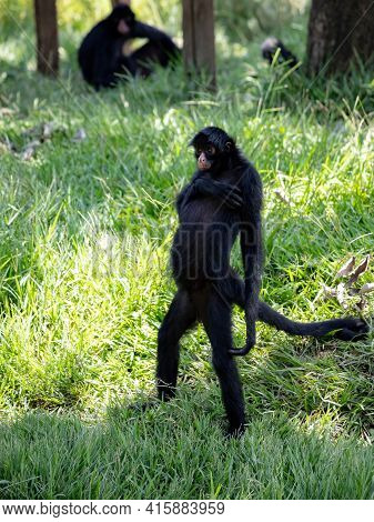 Black-faced Black Spider Monkey
