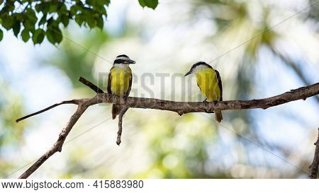 Great Kiskadee