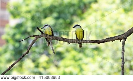 Great Kiskadee