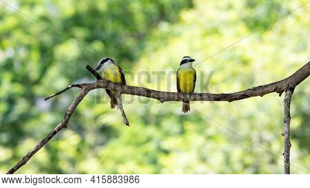 Great Kiskadee