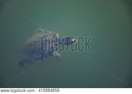 Geoffroy’s Side-necked Turtle