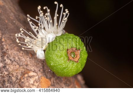 Flowers Of A Jaboticaba Tree Of The Species Plinia Cauliflora