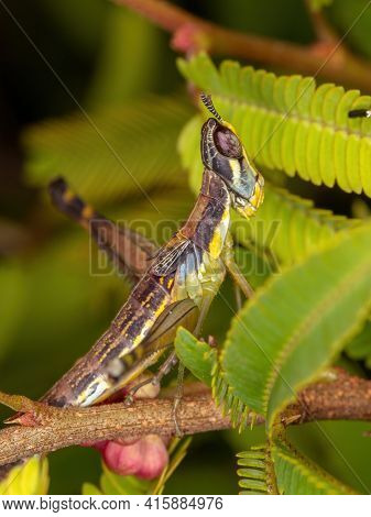 Monkey Grasshopper Nymph