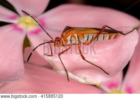 Adult Leaf-footed Bug