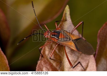 Adult Leaf-footed Bug