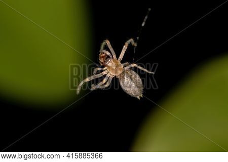 Small Ghost Spider