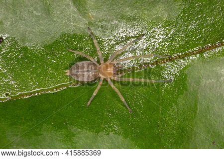 Small Ghost Spider