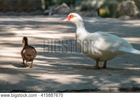 White And Black Duck With Red Head, The Muscovy Duck, Walks On The Shore Of The Pond With Its Cute L