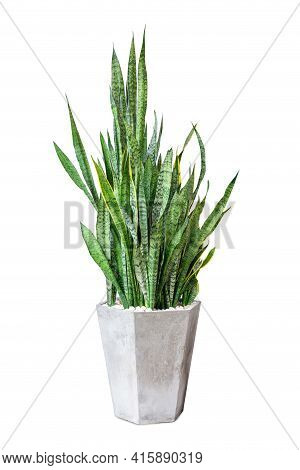 Sansevieriya Houseplant, Snake Plant, Lignmagkr In A Pot Large White Isolated On White Background