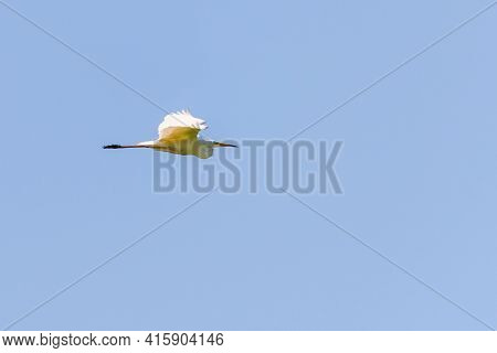 Ardea Alba Or White Heron Portrait In Habitat