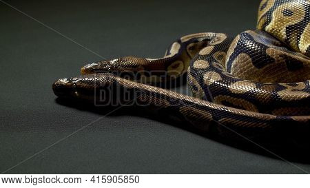 Photo Of Ball Python On Dark Table