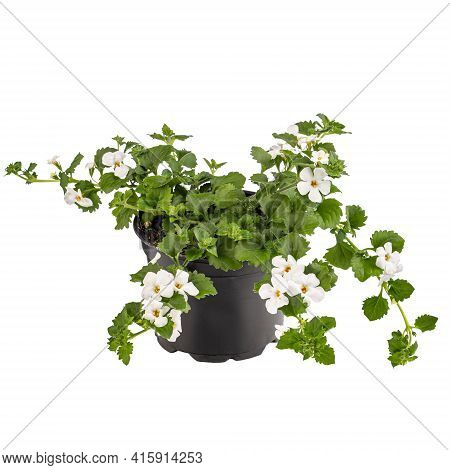 Bacopa Monnieri, The Common Names Water Hyssop In Flowerpot On White Background