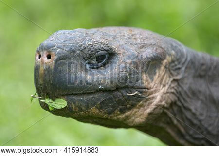 Giant Galapagos Land Turtle, Eating Grass In El Chato Tortoise Reserve. Galapagos Islands 2015.