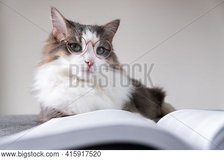 Gray Cat With Glasses Reads A Book Lying On The Bed. Smart Pet. Animal Librarian.