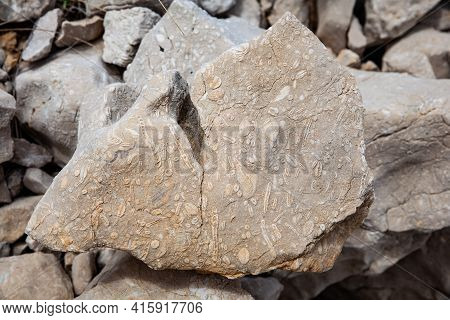 A Limestone Rock With Seashell Fossils From Croatian Island Krk