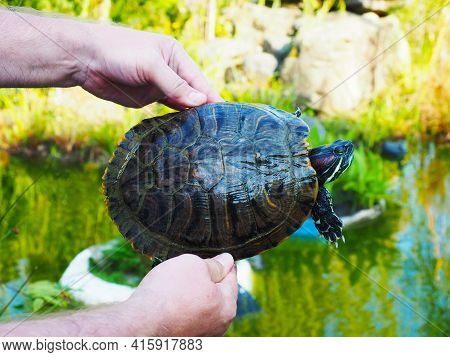 Green Redeared Turtle In Male Hands Outdoors On A Summer Sunny Day
