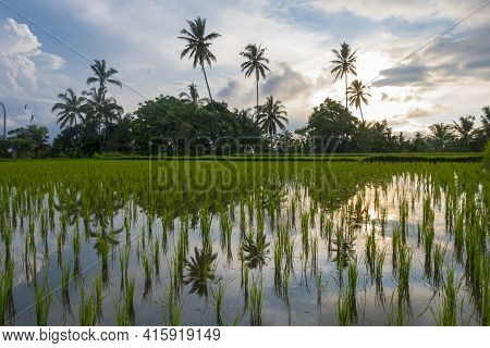 Green Rice Fields On Bali Island, Jatiluwih Near Ubud, Indonesia