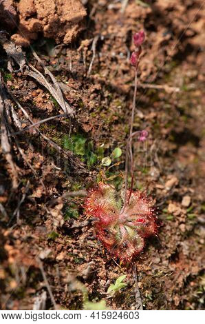 Carnivore Plant, Drosera Burmannii, Satara, Maharashtra, India