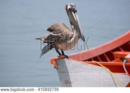 Pelican Standing On A Fisher Boat, Margarita Island