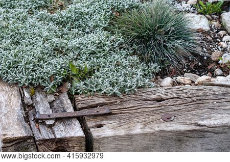 Silvery Hairy Leaves Of Cerastium Tomentosum In A Gravel Garden With A Boundary Of Old Weathered Woo