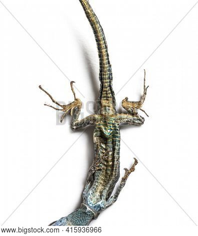 Dead Common wall lizard in state of decomposition
