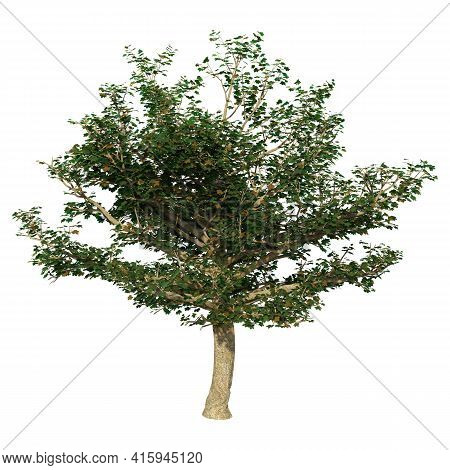 3D Rendering Sycamore Tree On White