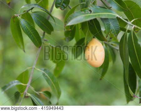 Marian Plum, Anacardiaceae, Bouea Macrophylla Griff Maprang Is Yellow Sweet Fruit,nature Background