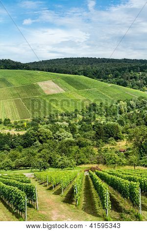 Vinice