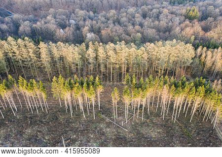 Aerial view of forest management work, Ardennes, Belgium. Deciduous tree forest and or against spruce forest.