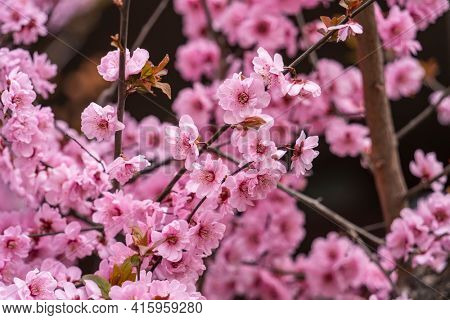 Chinese plum, Japanese apricot. Prunus mume in garden