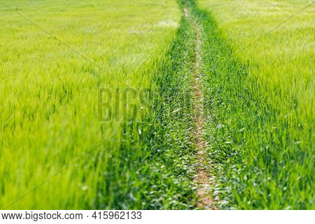 A Path Through Fields Of Rye. A Field With Ears Of Corn Through Which There Is A Well Trodden Path. 