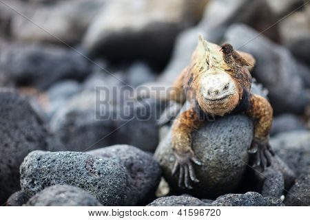 Galapagos finch zittend op mannelijke mariene leguaan