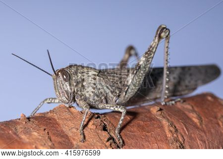 Locust Closeup, Locust Side View, Insect Pest, Grasshopper On A Blue Background