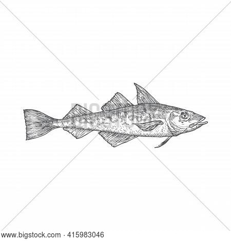 Atlantic Pollock Hand Drawn Doodle Vector Illustration. Abstract Fish Sketch. Engraving Style Drawin