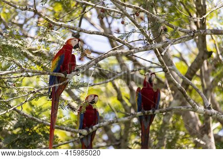 Tree Red Parrots On A Tree During A Rest On A Tropical Tree On Their Natural Habitat, Osa, Ara Penin