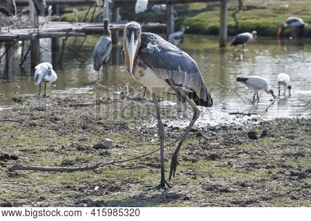The Maraboustork Is Big  Bird Animal In Garden